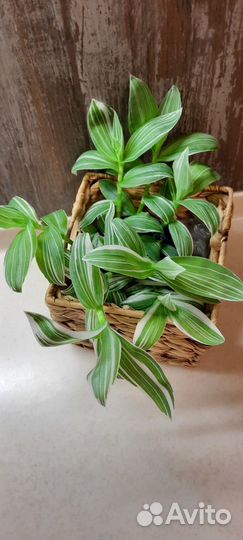 Традесканция приречная, белая, нанук