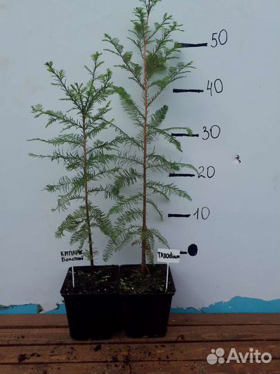 Кипарис болотный (Taxodium)