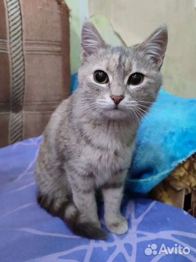 Кошечка Бусинка ищет дом