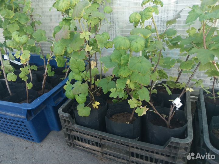 Смородина красная, желтая, черная