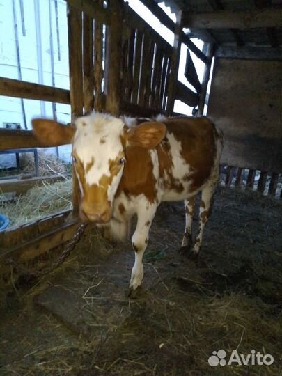 Айширская телка