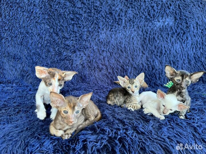 Ориенталы от титулованных родителей с документами