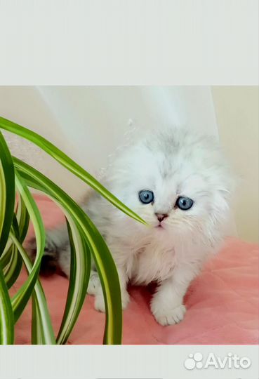 Котёнок Шотландская вислоухая Хайленд