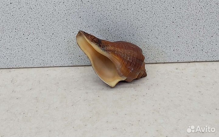 Ракушка раковина морская 5,8 коричневая