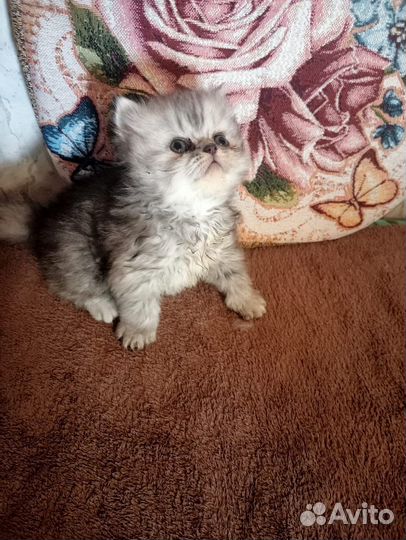 Персидские экзоты