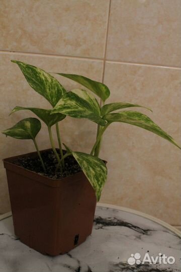 Сциндапсус