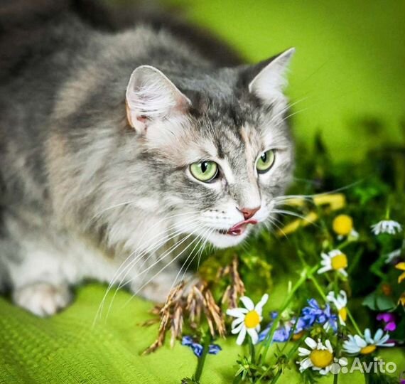 Сибирская кошка