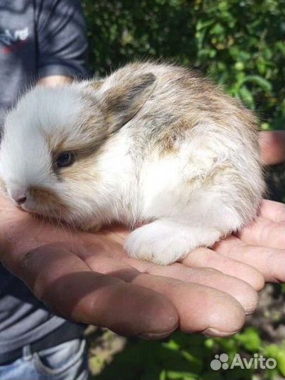 Декоративные кролики