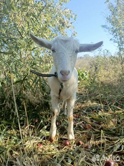 Молодые козочки зааненские под покрытие