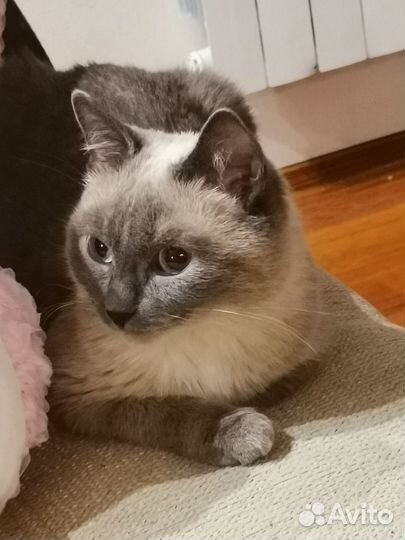Сиамская кошка