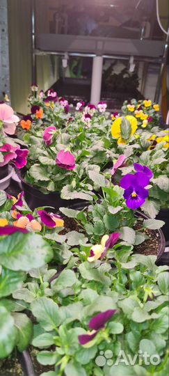 Микрозелень