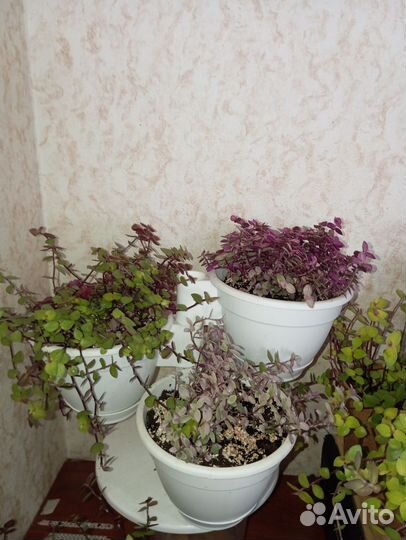 Комнатные цветы коллизия колеус зебрина