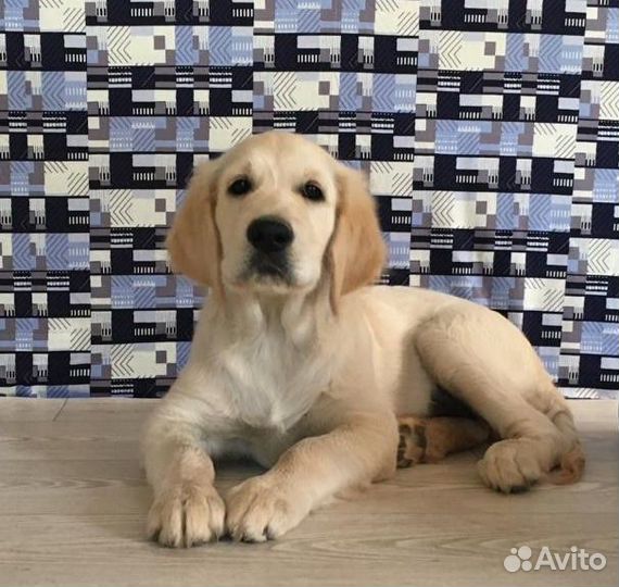 Золотистый ретривер