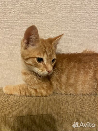 Рыжий котенок мальчик ищет добрые ручки