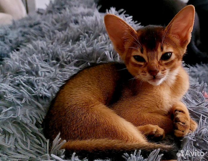 Абиссинская кошечка
