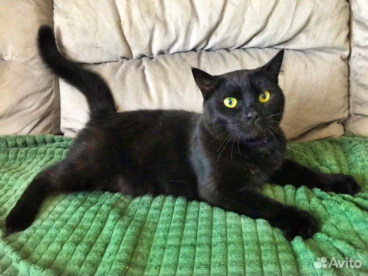 Добрый котик в хорошие руки