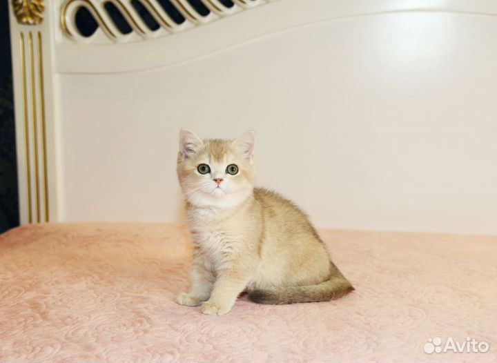 Золотые шиншиллы