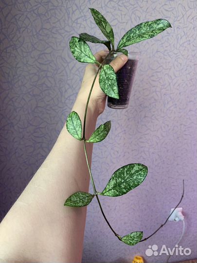 Хойя