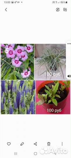 Многолетние садовые цветы