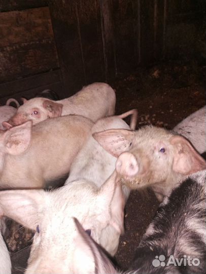 Поросята