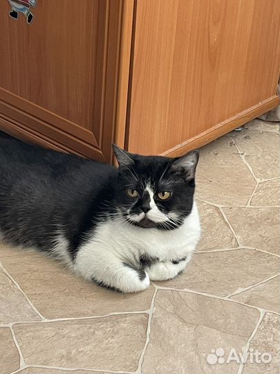 Шотландская кошечка