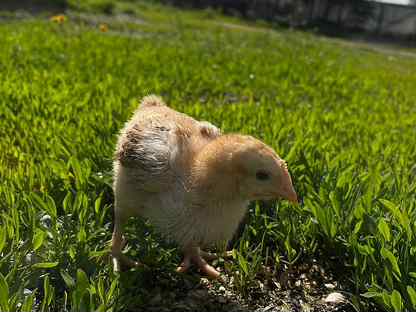 Цыплята Редбро суточные в наличие и под заказ, Кондопога