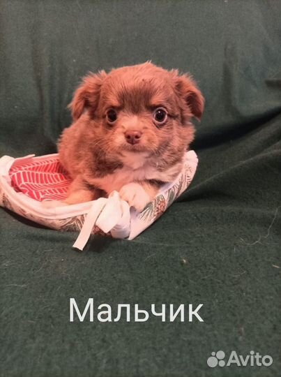 Щенки чихуахуа