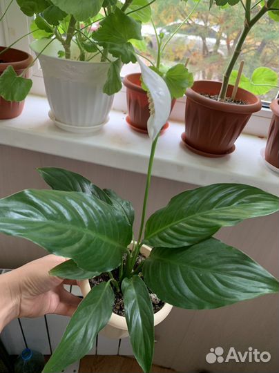 Спатифиллум женское счастье крупный сорт