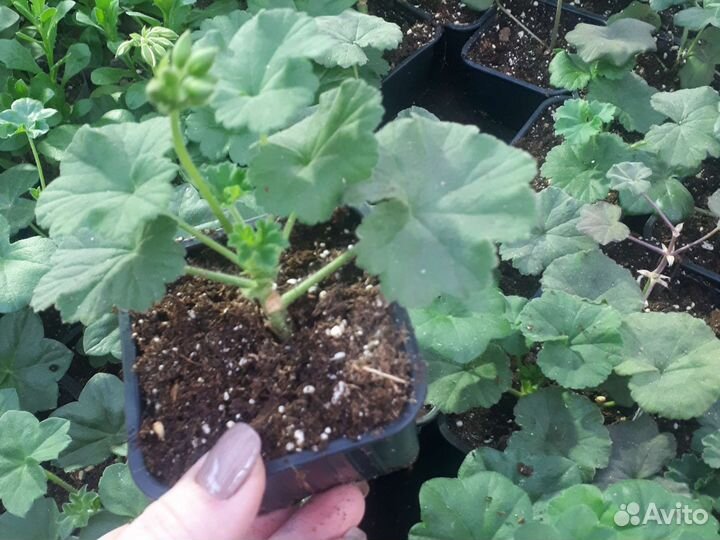 Пеларгония межвидовая