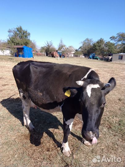 Корова дойная