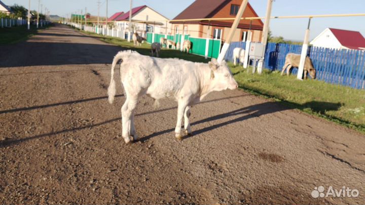 Корова дойная с теленком