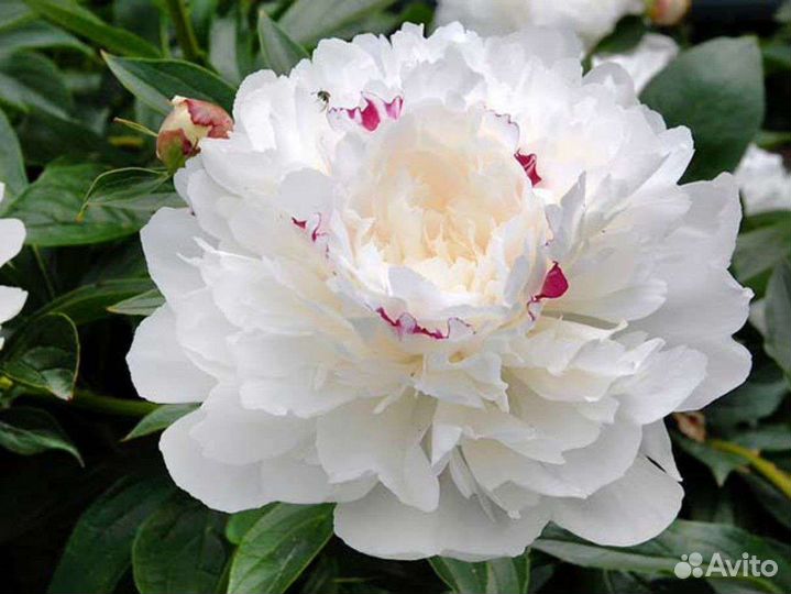 Пионы, три основных цвета