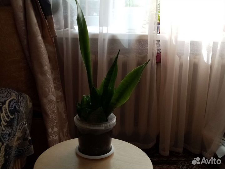 Сансевиерия