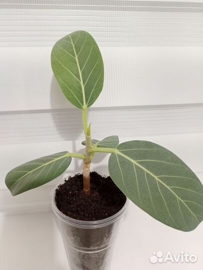 Бенгальский фикус