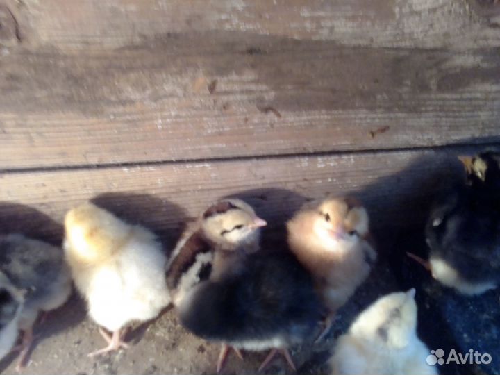 Продажа птицы и инкубационные яйцо