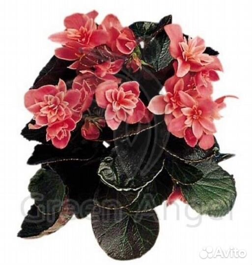 Бегония Элатиор Ceveca