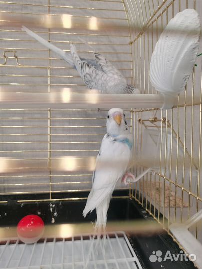 Клетка + 2 волнистых попугая