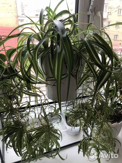 Хлорофитум кудрявый Бонни