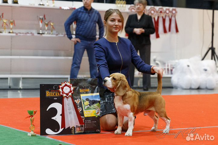 Кобель для вязки. Бигль