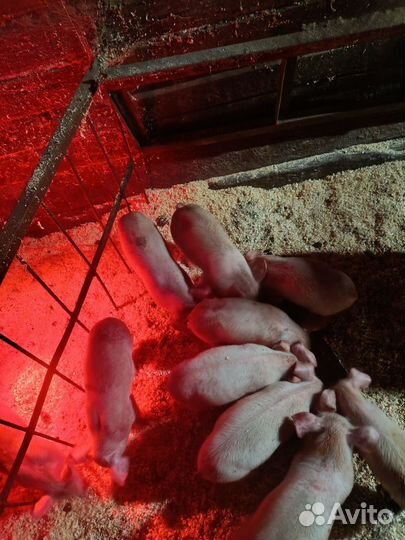 Поросята ландрас дюрок