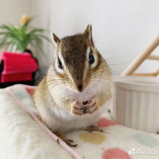 Бурундуки сибирские