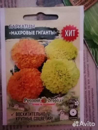 Рассада циннии, георгинов, астр, бархатцев