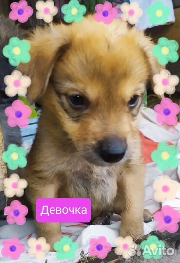 Щенок в добрые руки
