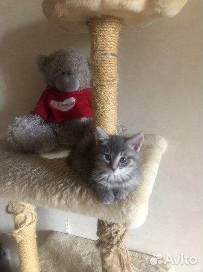 Котята в ответственные руки