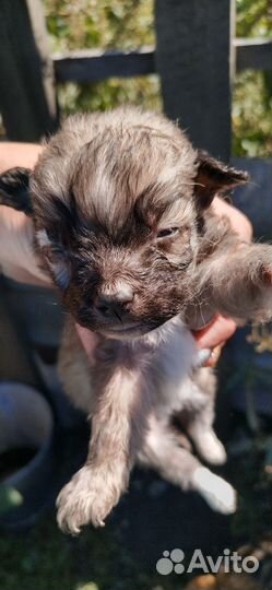 Щенки от маленькой собачки