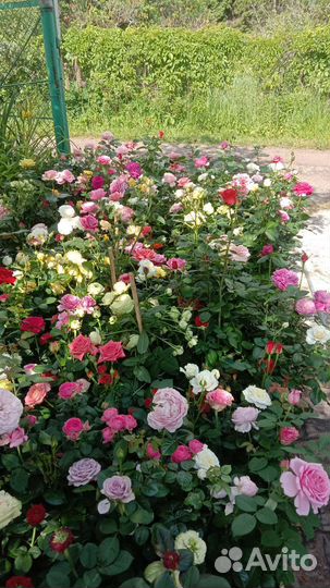 Кустовые розы саженцы