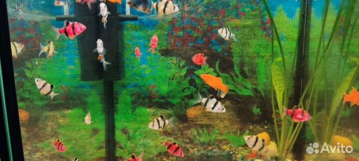 Аквариумные рыбки
