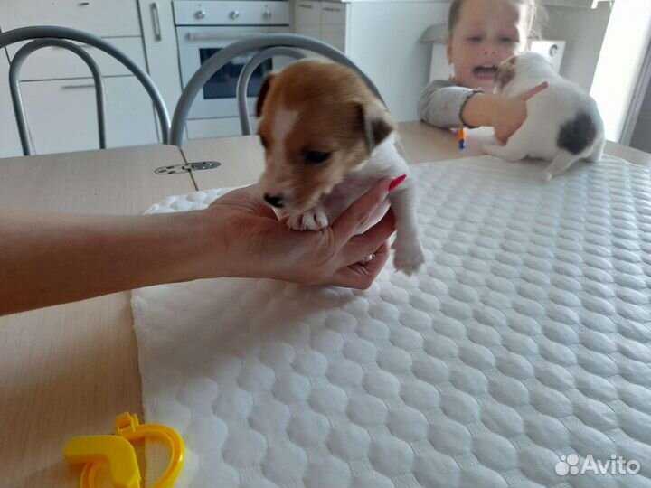 Щенки джек рассел