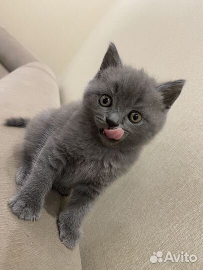 Британские котята