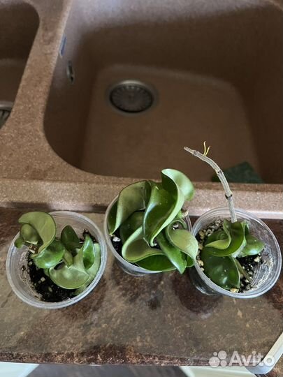 Хойя компакта